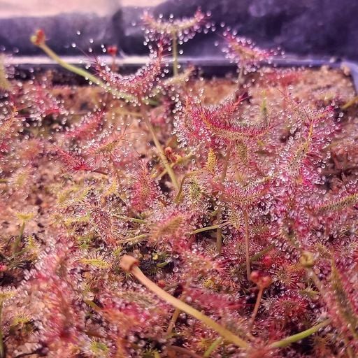 Drosera Tohum Yetiştirme Kitleri